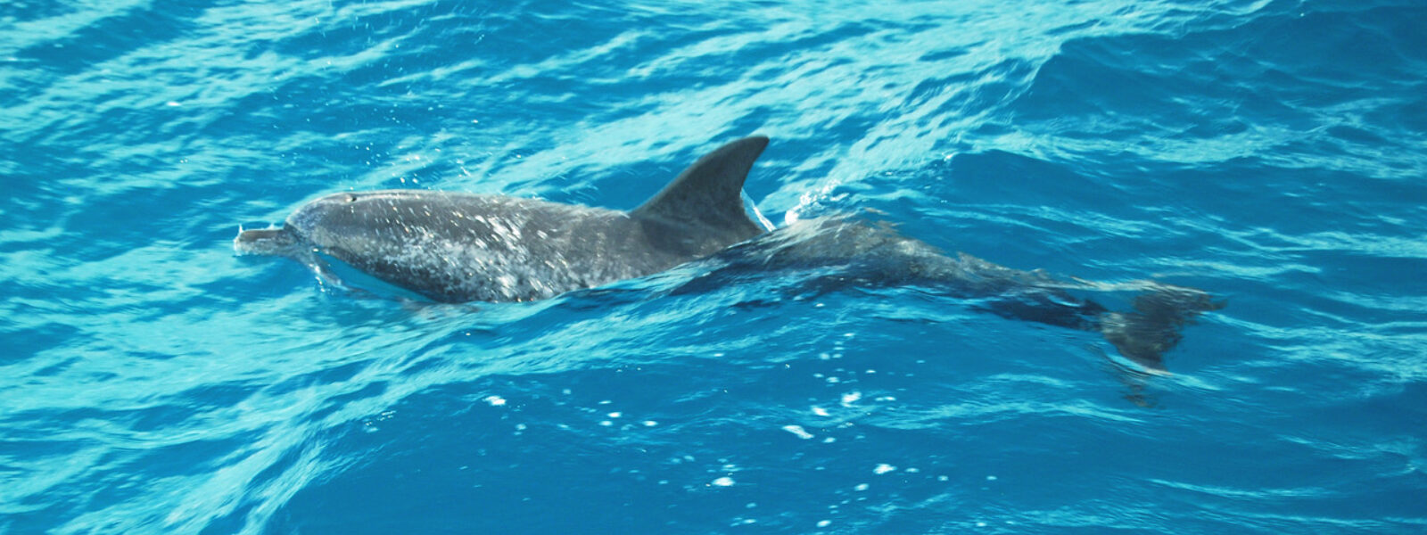 A Spotted Dolphin Off Bimini.  Photo Credit: Mark J. Palmer