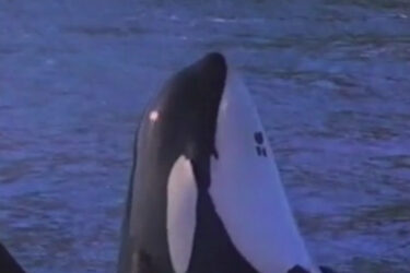 was keiko in free willy 2