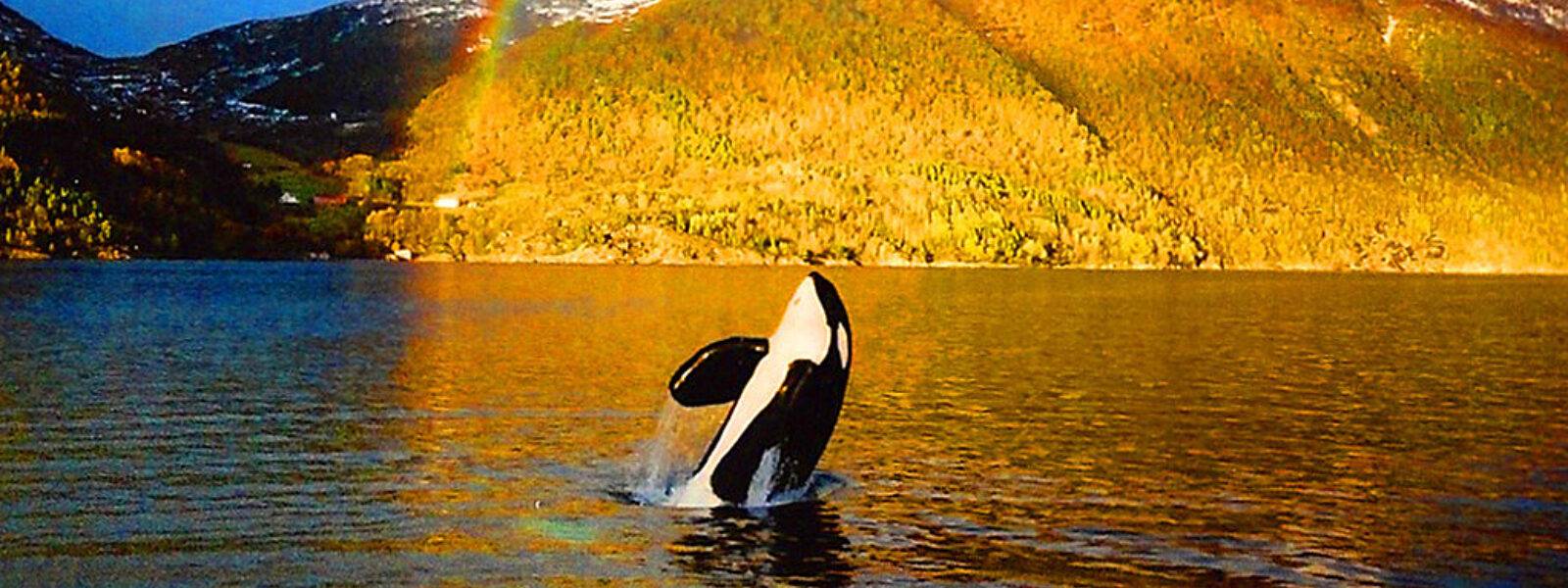 Keiko, Orca Star of Free Willy, in Norway.  Photo Credit: Mark Berman