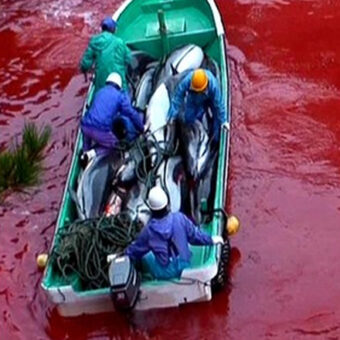 Taiji Dolphin Slaughter Cranks Up Again