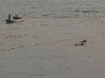The Other Dolphin Hunt in Japan