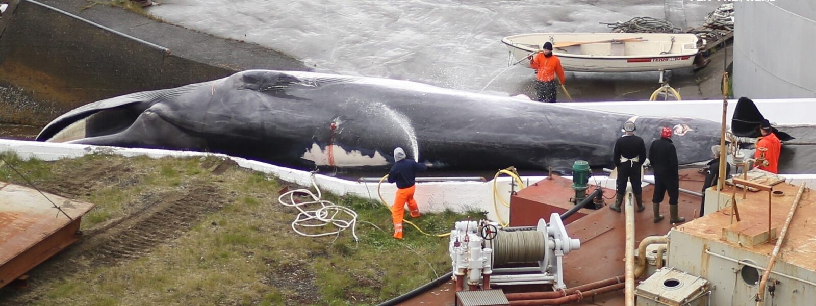 Fin Whale being processed in Iceland.  Photo Credit: Sea Shepherd Conservation Society