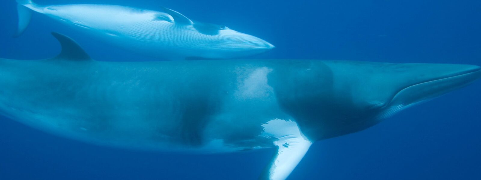 Minke Whale, a major target of Japan whalers.  Photo Credit: iStock baddpix