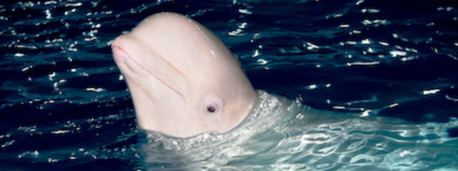 Beluga Whale.  Photo Credit: Shutterstock